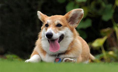 corgi